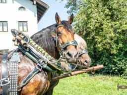 2024_07_21_gaufest_westerham  083